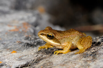 Pyrenäenfrosch // Pyrenean frog (Rana pyrenaica)