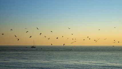 seagulls at sunset