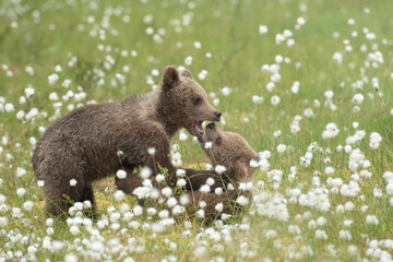 Obraz premium Two adorable small brown bear cubs playing with each other on a Finnish bog