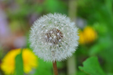 Fototapeta premium タンポポの綿毛 Dandelion fluff 