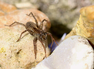 A superior macro view of a Spotted Wolf Spider basking on a gravel stone. Scientific name Pardosa...