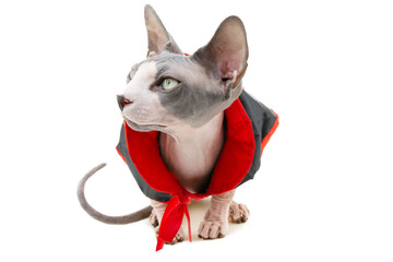 Funny sphynx cat celebrating halloween in scary costume and black dracula cloak sitting on white...