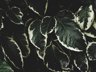Obraz premium Green leaf background in tropical forest