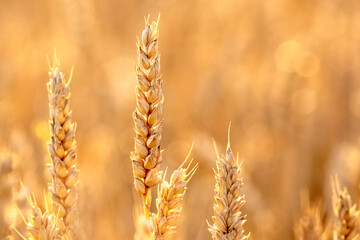 Spikelets of wheat in the field close up in golden tones