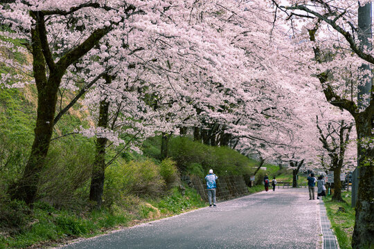 羊山公園の桜並木