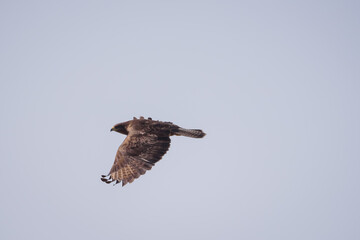 Common buzzard bird flying. Buteo buteo.
