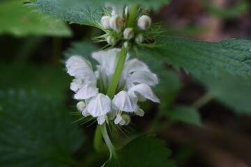 Dead -nettle is a perennialおfLamiaceae and grows in the half-shade of the field.