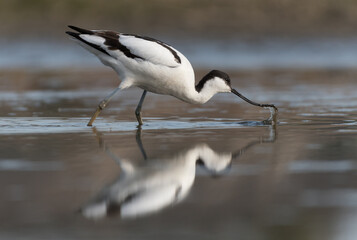Pied avocet (Recurvirostra avosetta) standing in shallow water of the wetlands and is looking for food. , photo was taken in the Netherlands.