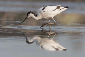 Pied avocet (Recurvirostra avosetta) standing in shallow water of the wetlands and is looking for food. , photo was taken in the Netherlands.