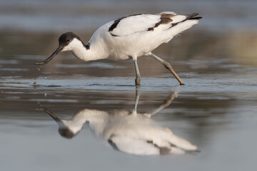 Pied avocet (Recurvirostra avosetta) standing in shallow water of the wetlands and is looking for food. , photo was taken in the Netherlands.