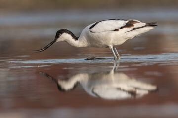 Pied avocet (Recurvirostra avosetta) standing in shallow water of the wetlands and is looking for food. , photo was taken in the Netherlands.
