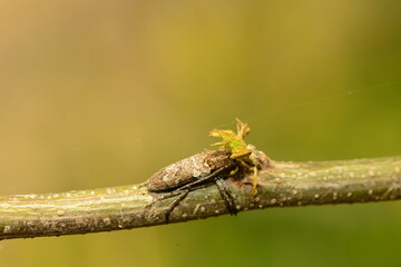 macro shot of an insect
