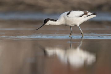 Pied avocet (Recurvirostra avosetta) standing in shallow water of the wetlands and is looking for food. , photo was taken in the Netherlands.