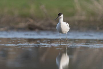 Pied avocet (Recurvirostra avosetta) standing in shallow water of the wetlands and is looking for food. , photo was taken in the Netherlands.