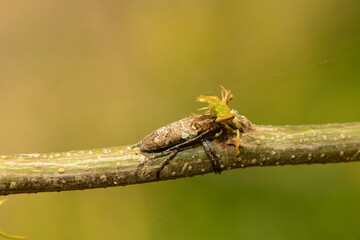 macro shot of an insect