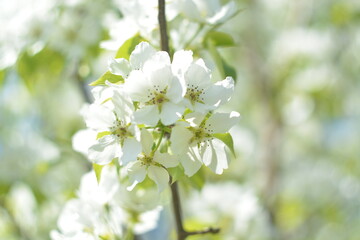 Fototapeta premium White flowers of a blooming apple tree branch on a blurry spring background in garden, bokeh effect, selective focus