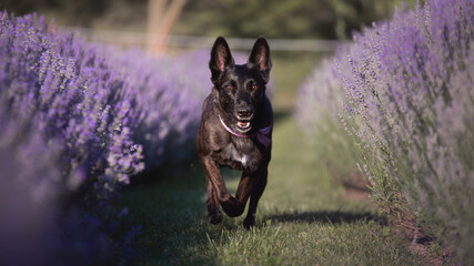 lovely dutch and belgian shepherd malinois crossbreed dog running on a beautiful lavender plantation field