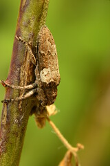 macro shot of an insect