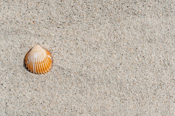 Horizontal banner or header with one shell on pure sand.