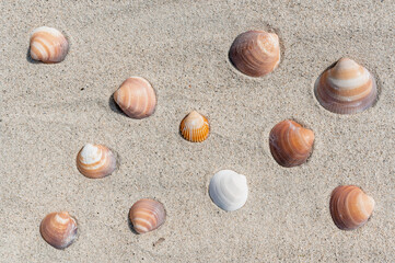 Sand background with shells.