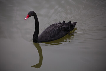 Black Swan on a lake