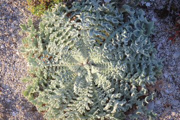 soft foliage of coastal plant