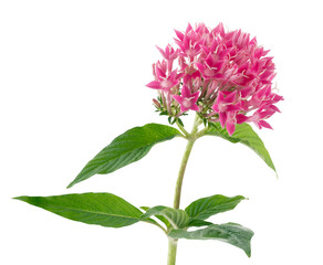 Pentas lanceolata flower, Egyptian star flower, Pink flowers with leaves isolated on white background, with clipping path