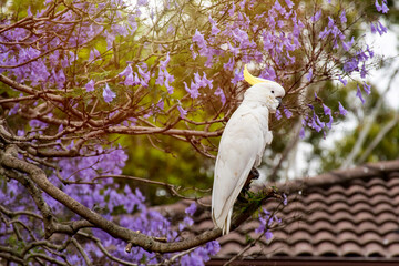 Sulphur-crested cockatoo sitting on a jacaranda tree in a full bloom with beautiful purple flowers. © Daria Nipot