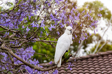 Sulphur-crested cockatoo sitting on a jacaranda tree in a full bloom with beautiful purple flowers.