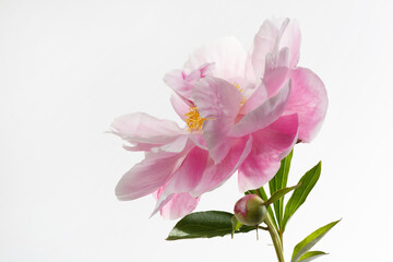 Fototapeta na wymiar Beautiful pink peony flower with yellow center isolated on white background.