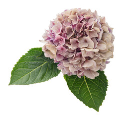 Hydrangea flower, Hydrangea macrophylla, isolated on white background, with clipping path