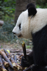Obraz premium Chengdu Research Base of Giant Panda Breeding