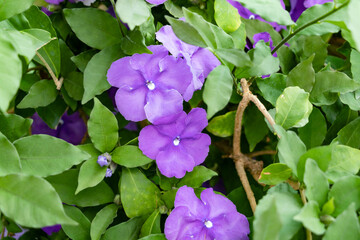Brunfelsia pauciflora or calycina, Jasmine of Paraguay, is a phanerogamic species native to the...