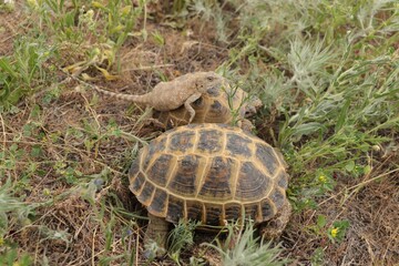 a turtle carries a lizard on its shell
