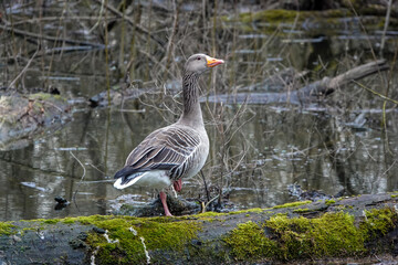 Graugans in der Urdenbacher Kämpe