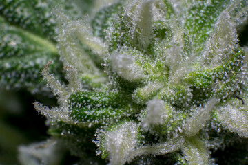 trichomes in the cannabis plant. Marihuana macro crystals. Marihuana flowers