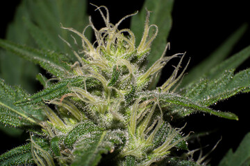 trichomes in the cannabis plant. Marihuana macro crystals. Marihuana flowers