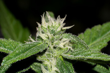 trichomes in the cannabis plant. Marihuana macro crystals. Marihuana flowers