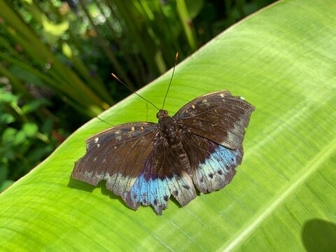 Schmetterlingsfarm Bei Mae Rim, Thailand