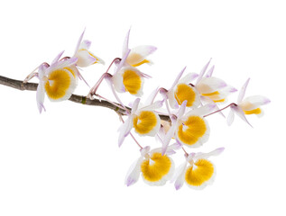 Dendrobium thyrsiflorum orchid, Pinecone-like raceme dendrobium, Dendrobium orchid isolated on white background, with clipping path