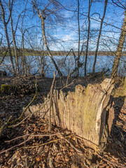 A stump from a winter-broken tree by the swiss Lake Katzensee