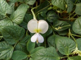 Obraz premium White flower in greenery.