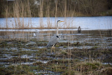 Side view of Heron with straight neck standing in bog at Utterslev Mose, Copenhagen, Denmark