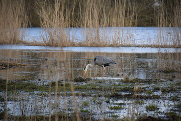Side view of Heron with lowered head looking for food in water, wading in bog at Utterslev Mose, Copenhagen, Denmark