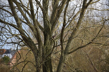 Front shot of Greylag Goose in flight towards camera, wings spread, tree and bog backdrop, winter time, at Utterslev Mose, Copenhagen, Denmark