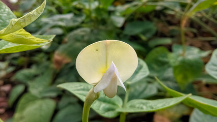 White macro flower in the greenery.