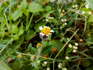 White flower in green leaves.