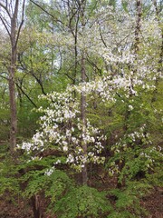 Spring scenery with cherry blossoms and mountains in Korea