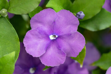 Brunfelsia pauciflora or calycina, Jasmine of Paraguay, is a phanerogamic species native to the...
