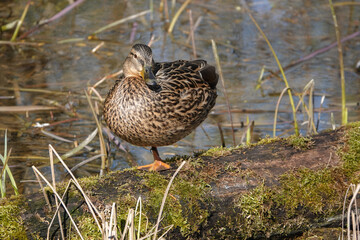 Stockente im Altrheinarm in der Urdenbacher Kämpe